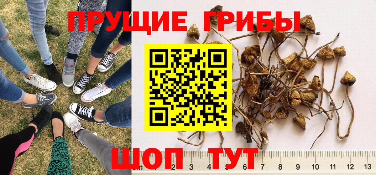 Галлюциногенные грибы GOLDEN TEACHER  Вход с VPN  как найти закладки  Скопин 